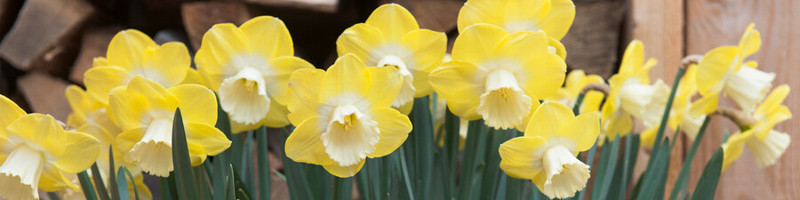 Daffodil, Daffodils, Narcussus, Narcissi, Birth Flower, Birth Month Flower